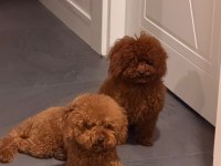 Safkan orjinal toy poodle teacup
