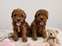Anne Altından Orjinal Toy Poodle Bebekler