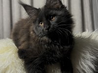 Özel Kalite Maine Coon Dişi