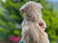 Maltipoo yavrusu