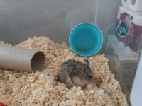 Gonzales Hamsterlar