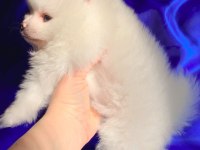 Dişi Pomeranian Boo