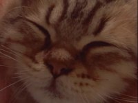 ŞAŞKIN YAVRU KEDİMİZE LÜTFEN YUVA