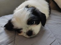 Shih tzu bebekler