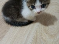 Scottish fold yavrularımız