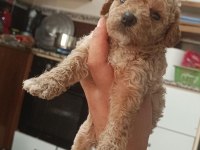 Minik Poodle Bebeğime Yuva