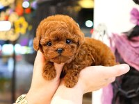 KOREAN TOY POODLE YAVRULARIM