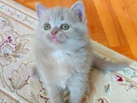 LİLAC ERKEK VE DİŞİ KEDİLER