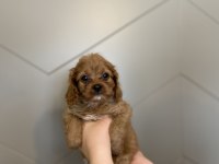 Evde doğma şov kalite maltipoo yavrular