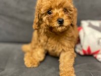 Toy Poodle Yavru Köpeklerimiz