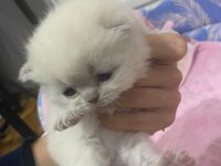 Saf Kan British Longhair Bebekler Rezerve
