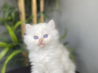 Brıtısh Longhaır Beyaz Yavrularım 