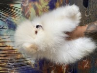 Garantili teacup teddy pomeranian