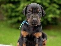 Safkan A Kalite Doberman dişi erkek yavrularımız