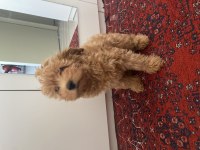Maltipoo Muhteşem Renk Ve Tip