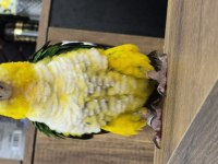Yavru kayık papağanı