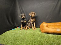 Club K9 Güvencesiyle Güçlü Ve Sadık Doberman Yavruları