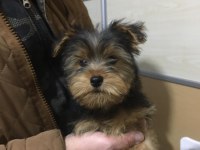 Yorkshire terrier erkek yavrumuz