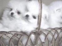 Pomeranian Boo Köpeği