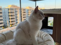 Boncuk Gözlü Safkan Ragdoll Yavru