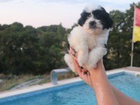 Sevimli Shih Tzu Yavrusu Sağlıklı, Erkek ve Dişi