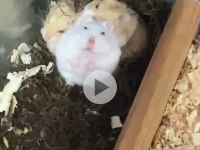 Hamster ele alışkın para için satmıyorum yerim yok