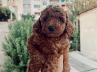 Ev ortamında kore poodle bebekler