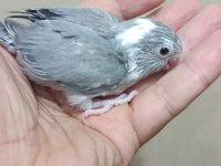 Siyah beyaz beşiktaş cep papağanı