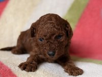 Red Brown Toy Poodle Yavrular