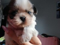 Shih tzu yavrumuz