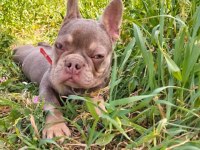 Fransız Bulldog Dişi