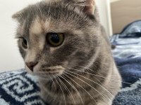 Dişi scottish fold kedimiz