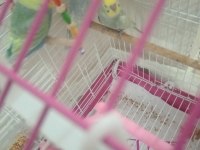 2 tane 2 aylık 1 tane 7 aylık 2 erkek 1 kız muhabbet kuşu