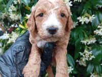 SİYAH İNCİ IRK VE SAĞLIK GARANTİ TOY POODLE BEBEKLER
