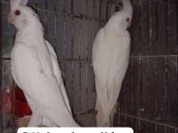 Albino sultan papağanı takımlar