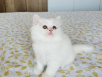 BEYAZ KEDİMİZ ÖMÜRLÜK AİLESİNİ ARIYOR
