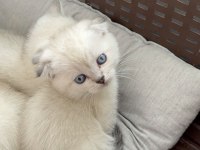Scottish fold top kafa bebekler