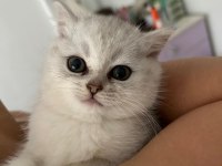 BRİTİSH SHORTHAIR SİLVER KEDİSİ