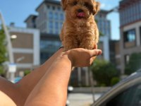Sağlık ve ırk garantili maltipoo yavru