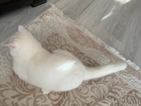7 AYLIK ERKEK KEDİMİZİ ÜCRETSİZ SAHİPLENDİRMEK
