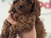 Petmode köpek çiftliğinde ziyarete açık toy poodle