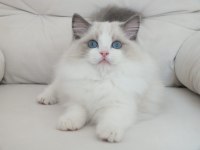 Full şecereli ragdoll yavrularımız
