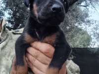 Doberman Dişi bebek İzmir