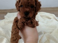 Orjinal toy poodle