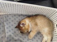 Yaklaşık 3 aylık sevimli british shorthair yavrumuz