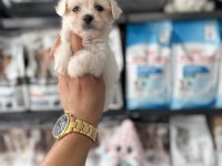 Tea cup maltese bebeklerimiz