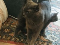 3 adet safkan british shorthair ücretli sahiplendirme