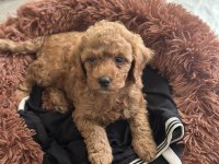 SEVİMLİ TOY POODLE YAVRUMUZ