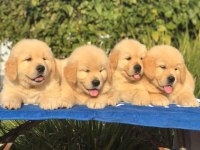 GOLDEN RETRİEVER YAVRULARIMIZ