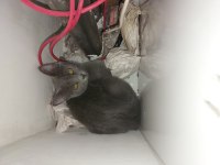Anne british baba russian blue sağlıklı dişi 4 aylık
